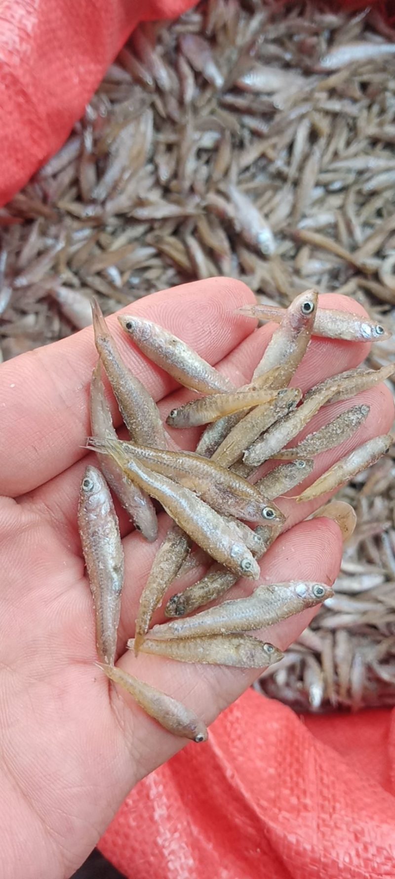 单冻小麦穗，单冻小麦穗，单冻小麦穗，单冻小麦穗