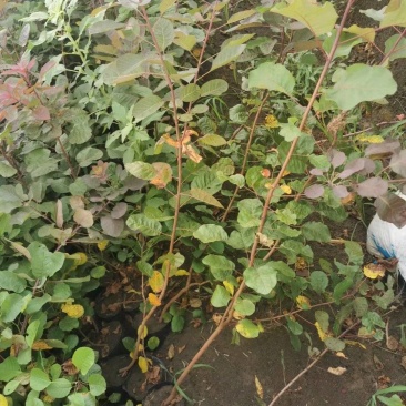供应黄栌杯苗