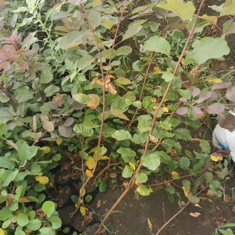 供应黄栌杯苗
