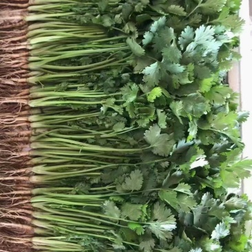 菠菜，香菜，白萝卜