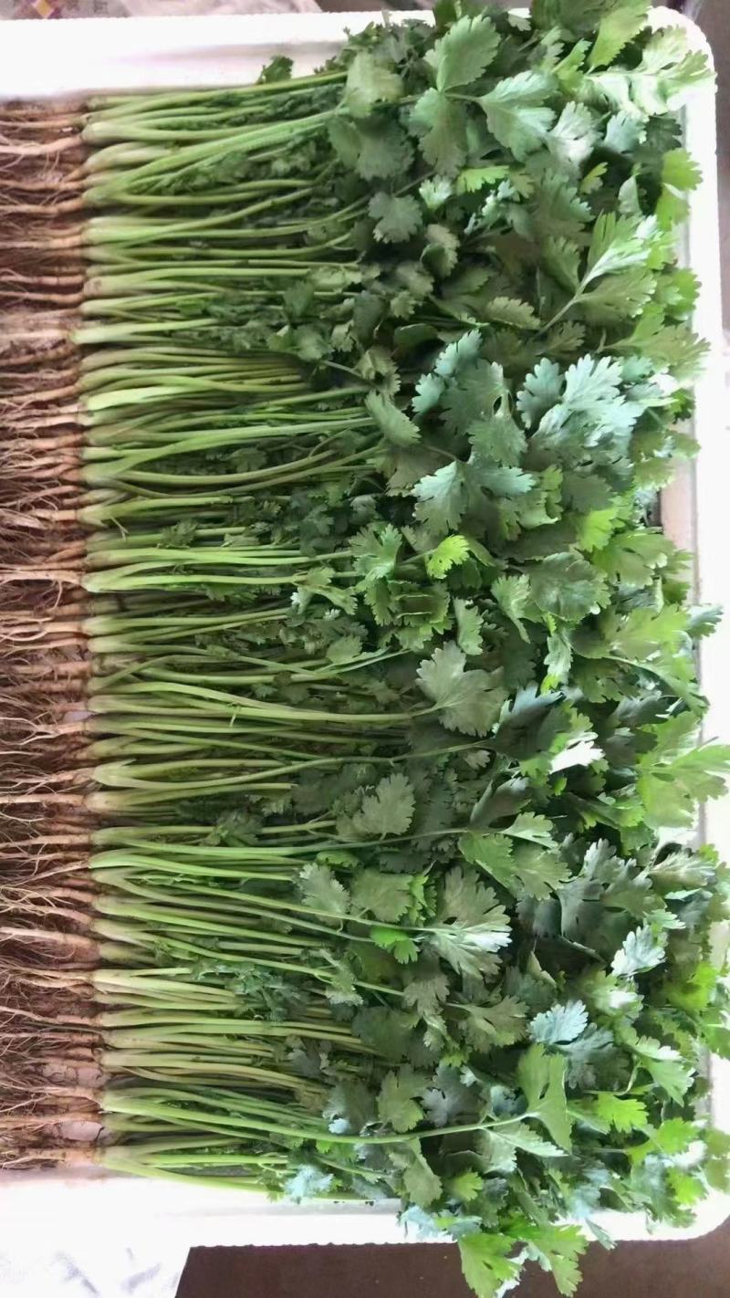 菠菜，香菜，白萝卜