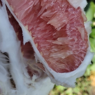 平和琯溪蜜柚甜非常高，口感很好