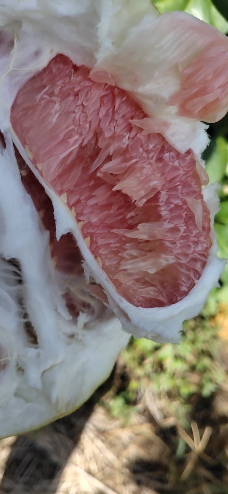 平和琯溪蜜柚甜非常高，口感很好