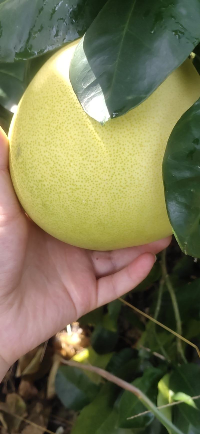 平和琯溪蜜柚甜非常高，口感很好