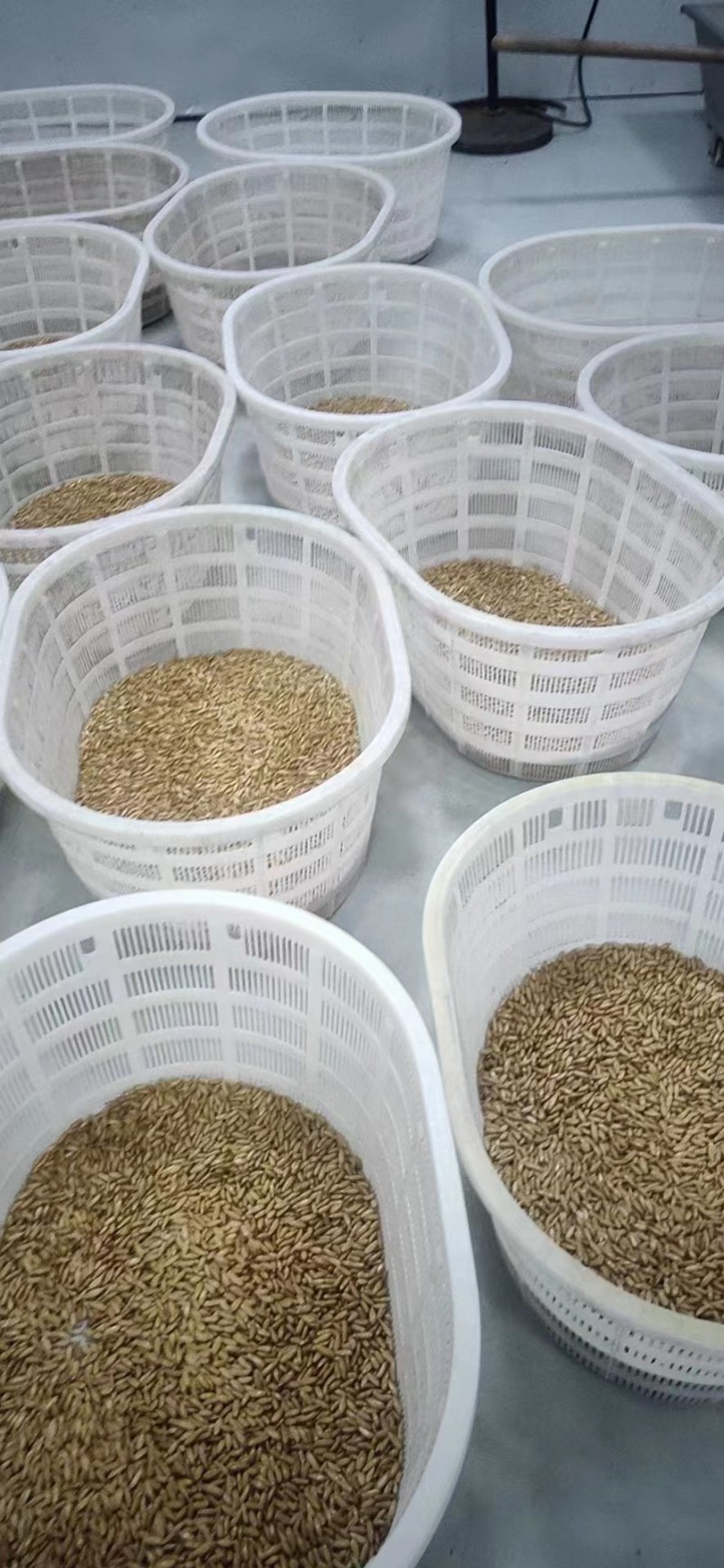 夏威夷果仁南非货源工厂直发品质保证诚信经营各规格都有