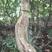 新鲜鸡血藤，大尺寸鸡血藤14公分以上，现砍现发