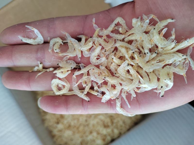 电商专用虾皮6元一斤