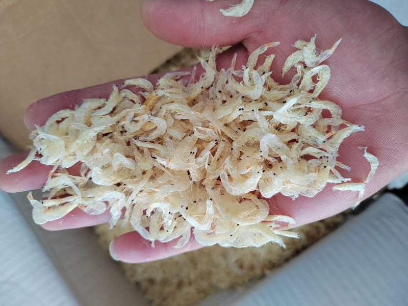 电商专用虾皮6元一斤