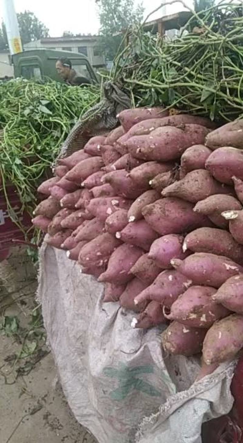 红薯商薯19产地直供大量上市口感好品种全欢迎客商采购。