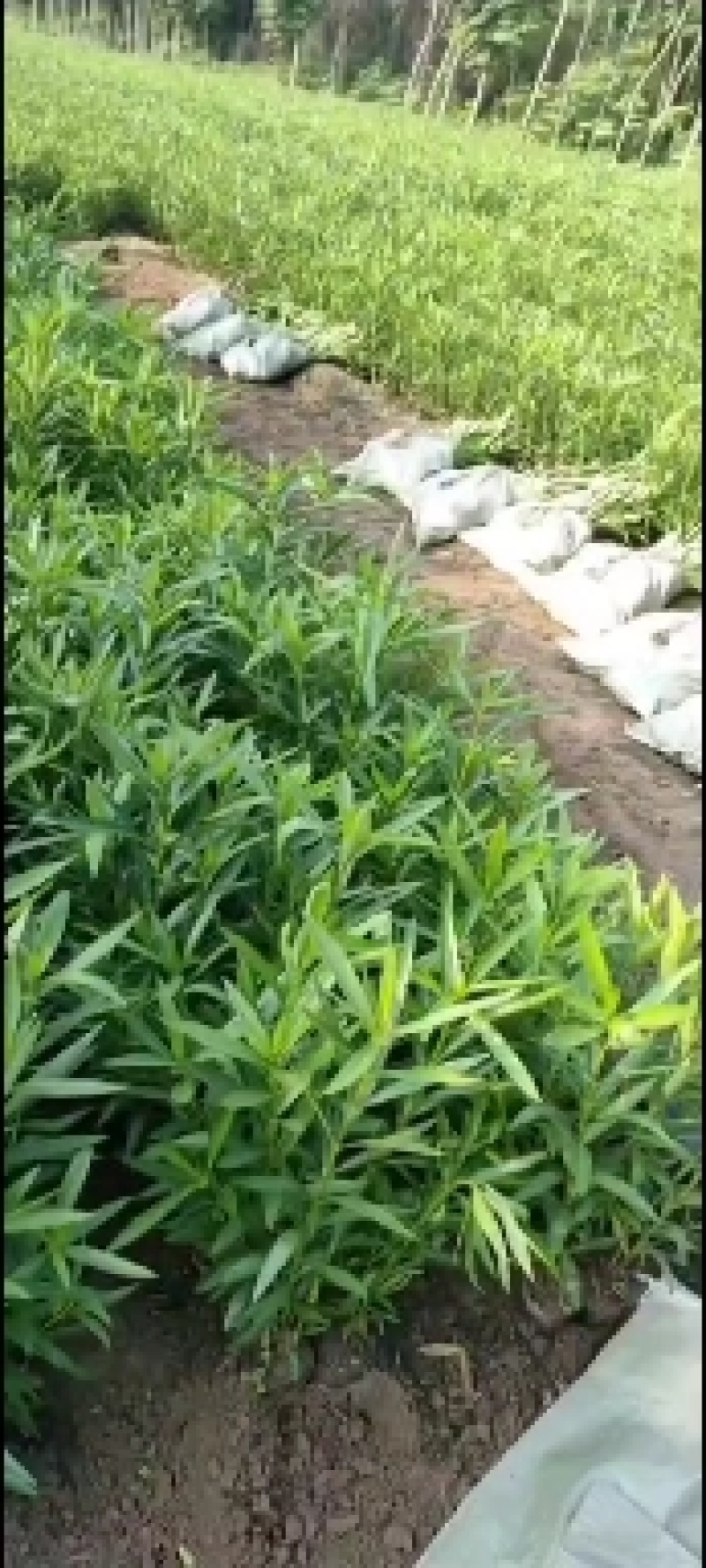 退地处理：夹竹桃地栽苗，夹竹桃杯苗，自产自销，欢迎选购