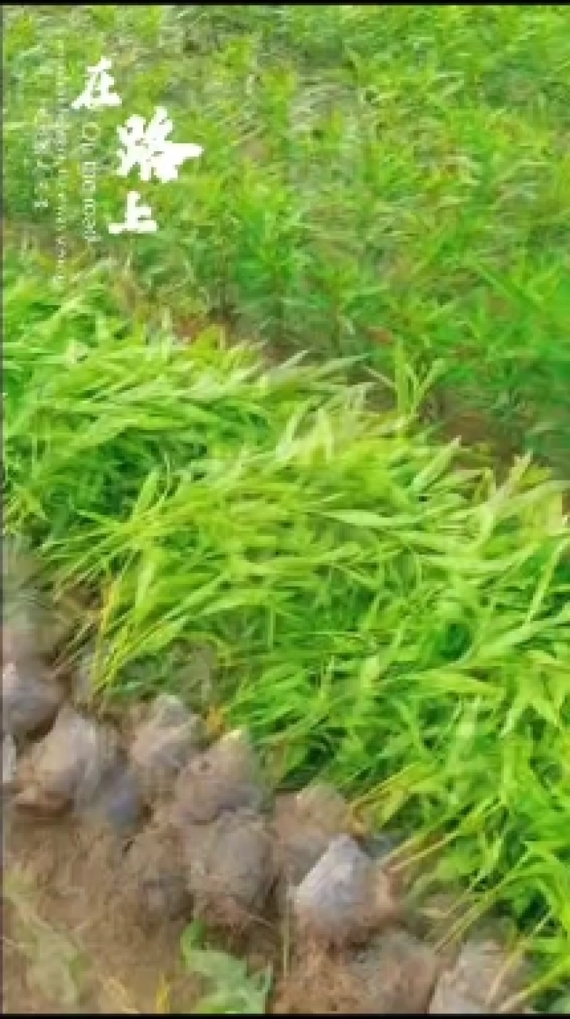 退地处理：夹竹桃地栽苗，夹竹桃杯苗，自产自销，欢迎选购
