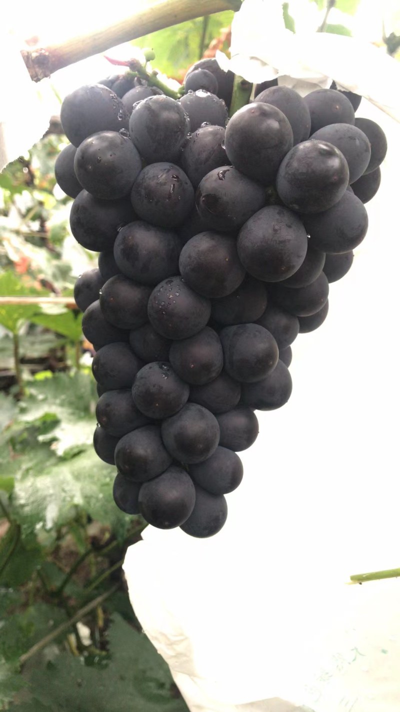 万亩优选葡萄基地，新鲜绿色，好吃不贵