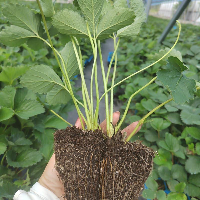 秒香草莓苗脱毒育苗根系发达基地直发