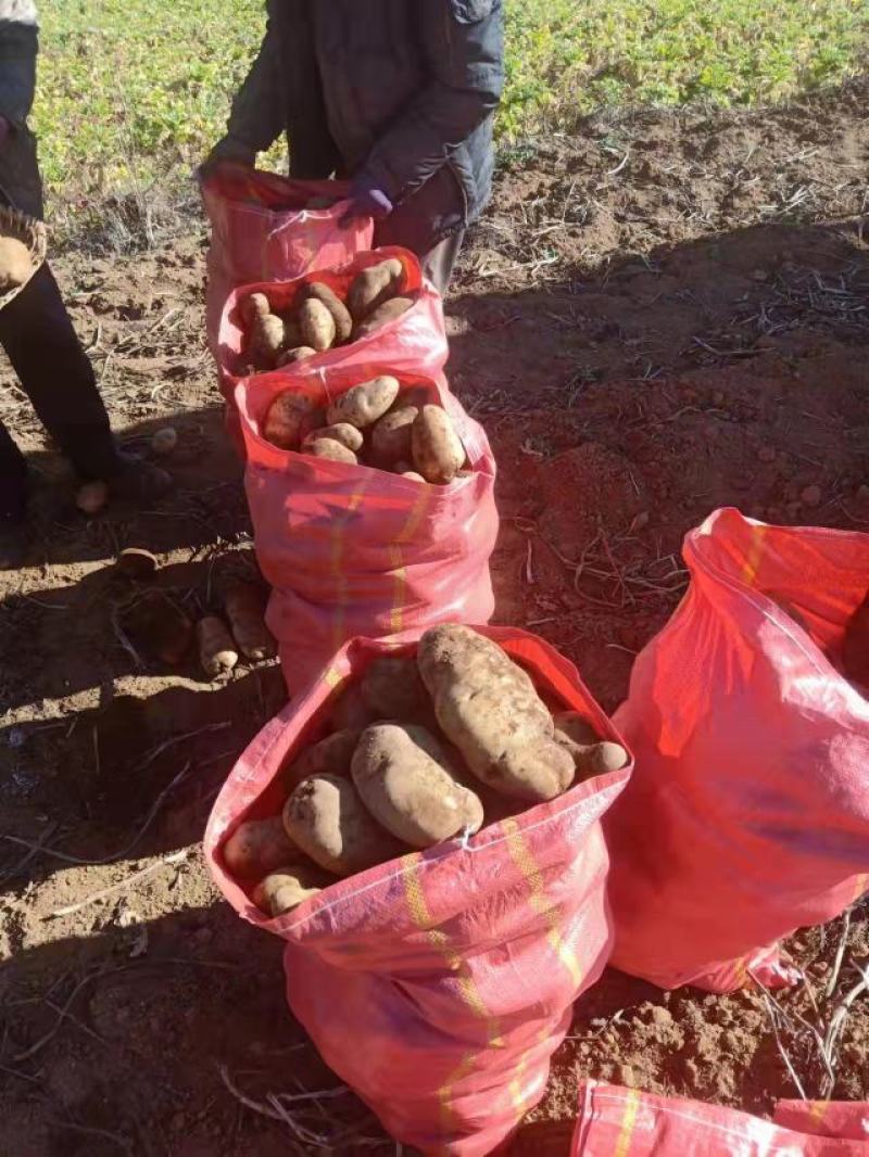 高海拨种植云南丽薯六号，白皮白心，纯度百分之九十八以上