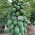 木瓜树苗大青大白组培苗水果木瓜无菌催芽