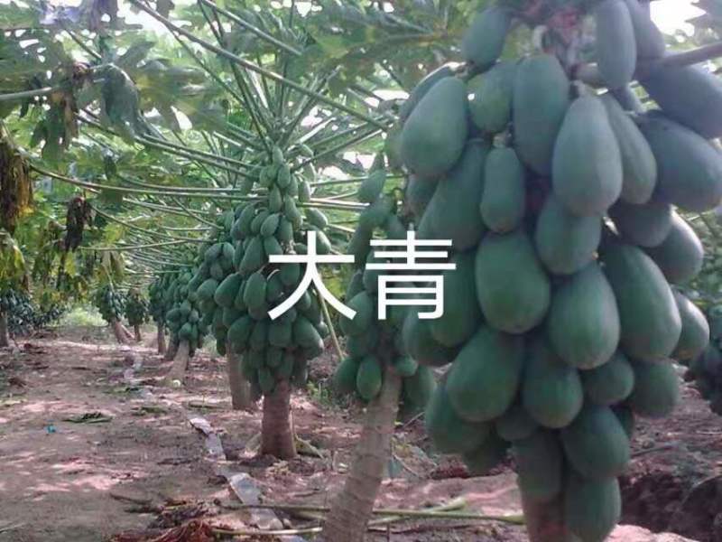 木瓜树苗大青大白组培苗水果木瓜无菌催芽