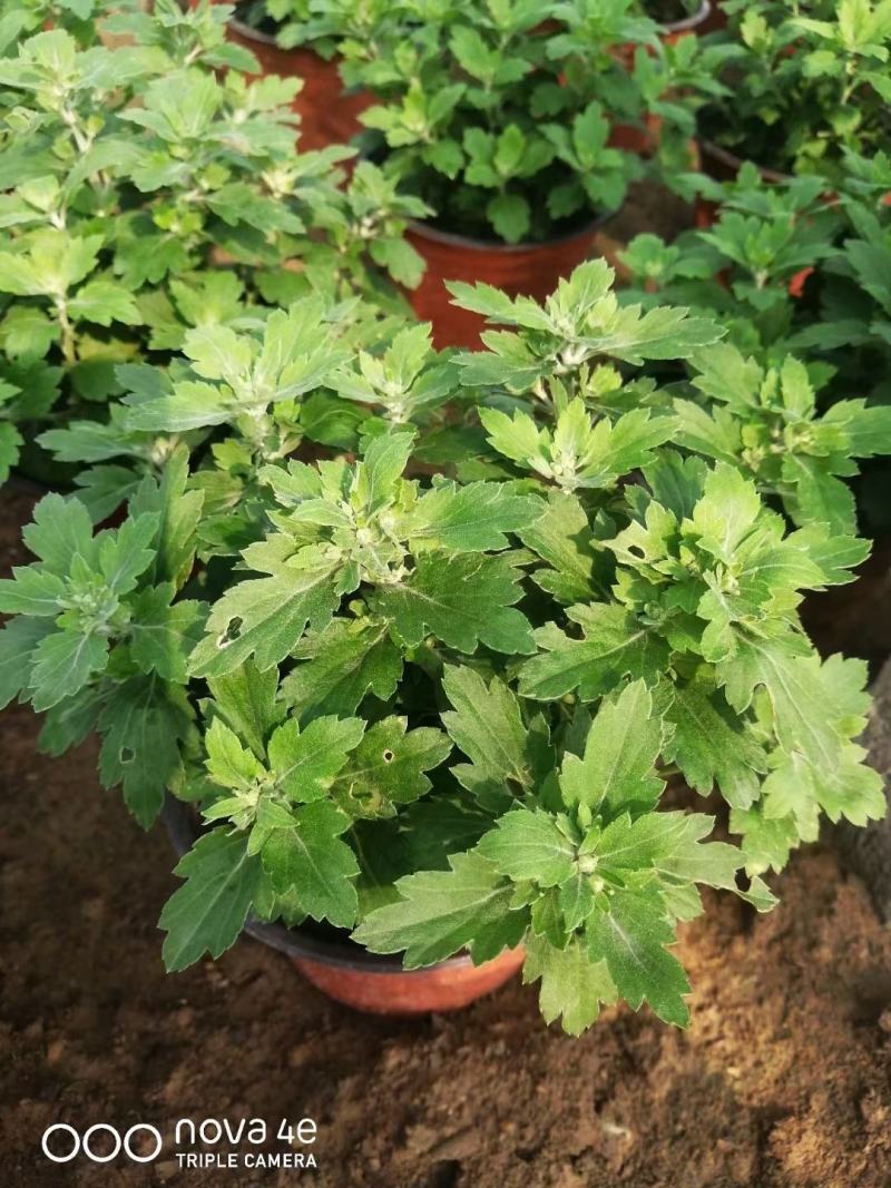 精品国庆菊，基地现货，成活率高，量大从优，欢迎联系
