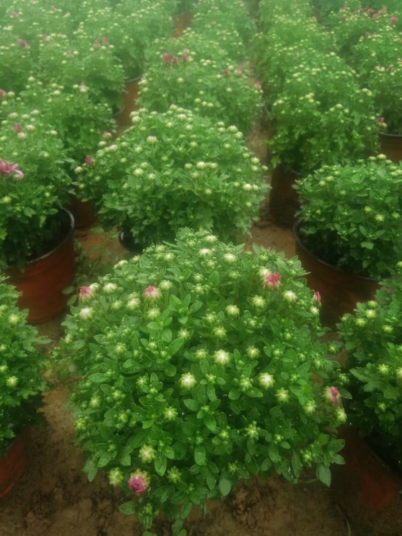 精品国庆菊，基地现货，成活率高，量大从优，欢迎联系