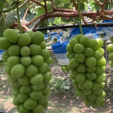 阳光玫瑰葡萄大量上市，串行好，口感甜，基地供应