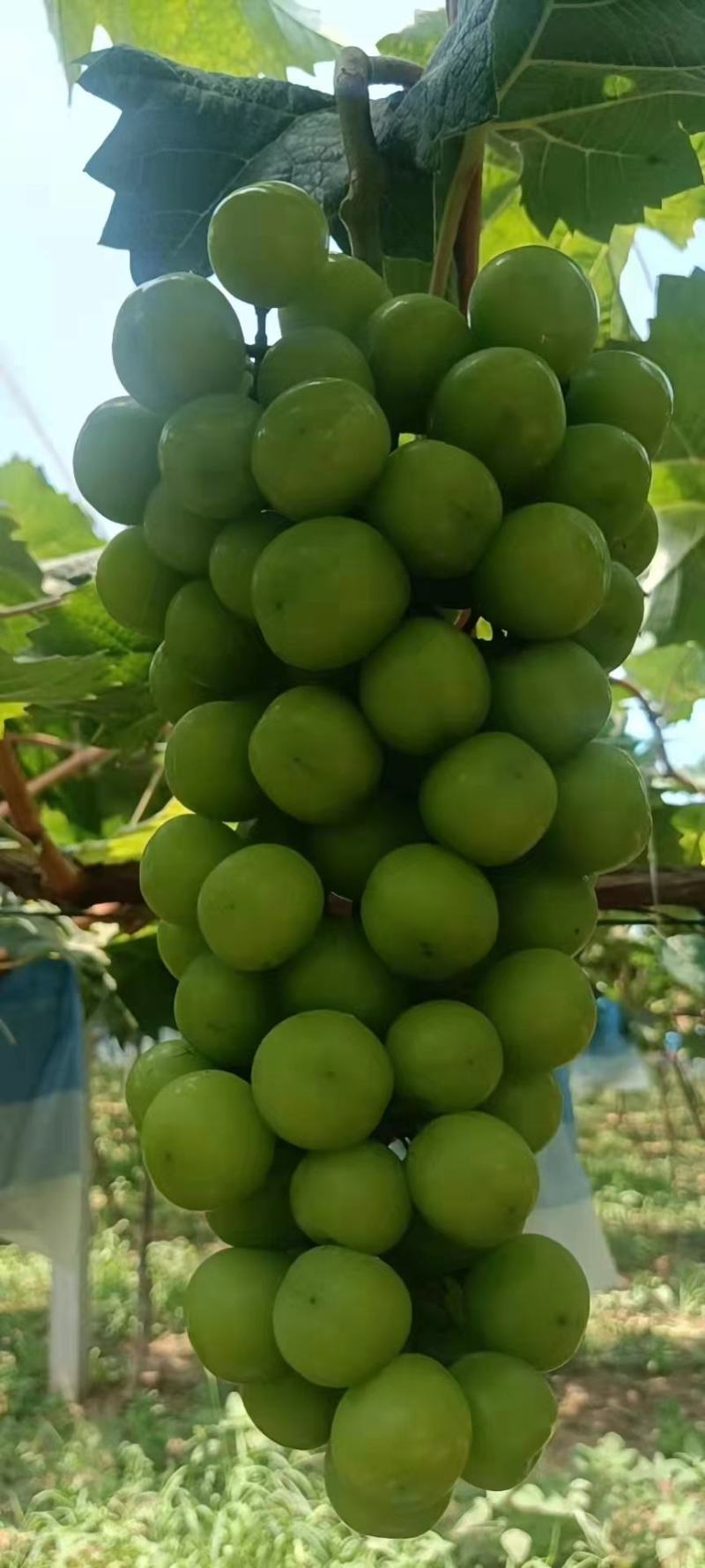 阳光玫瑰葡萄大量上市，串行好，口感甜，基地供应