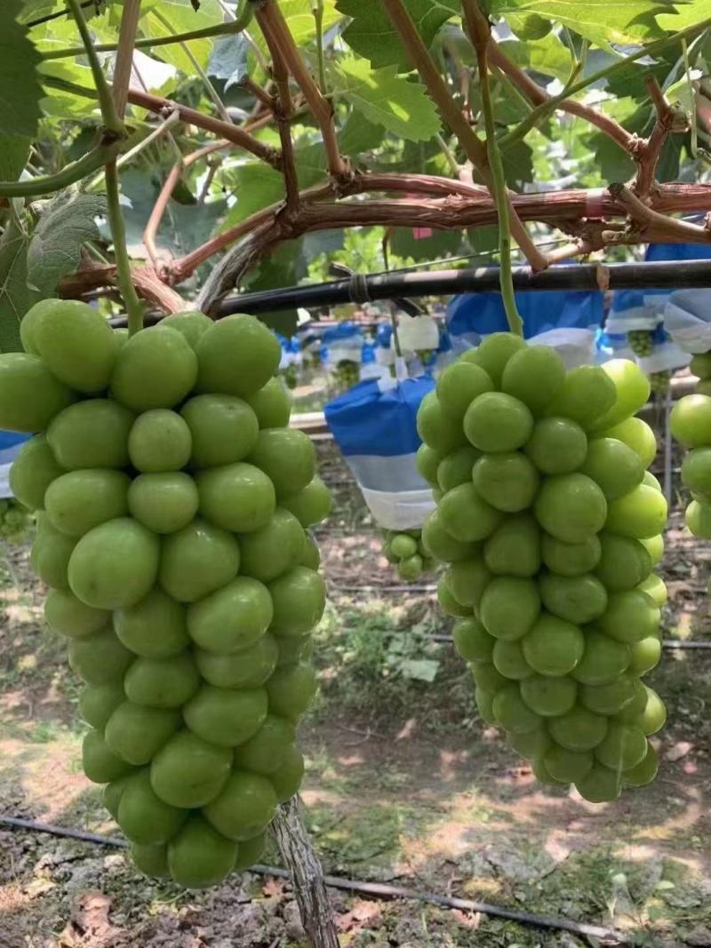 阳光玫瑰葡萄大量上市，串行好，口感甜，基地供应