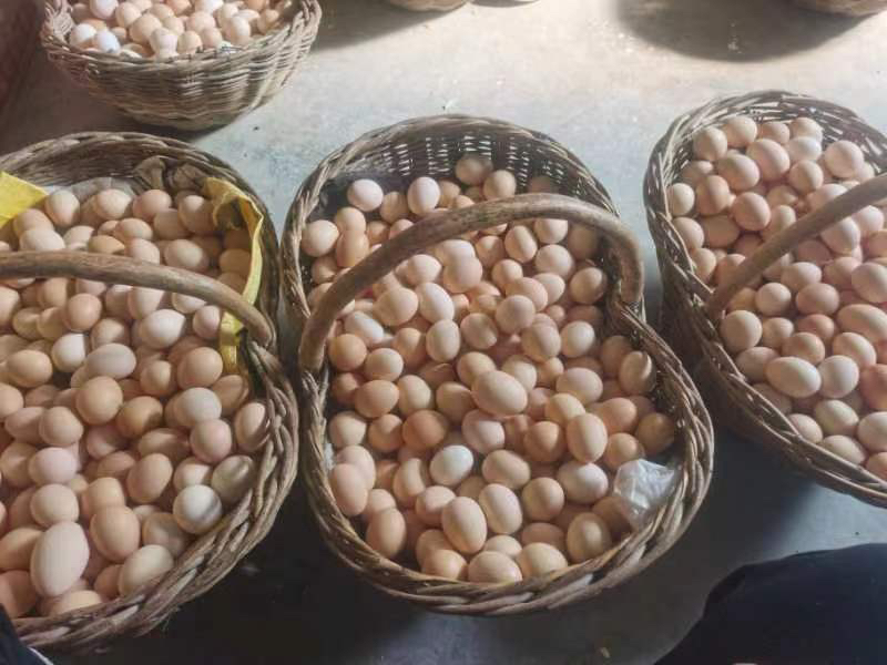 西红柿与鸡蛋的搭配展示