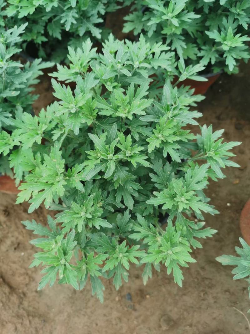 精品国庆菊，基地现货，成活率高，量大从优，欢迎联系