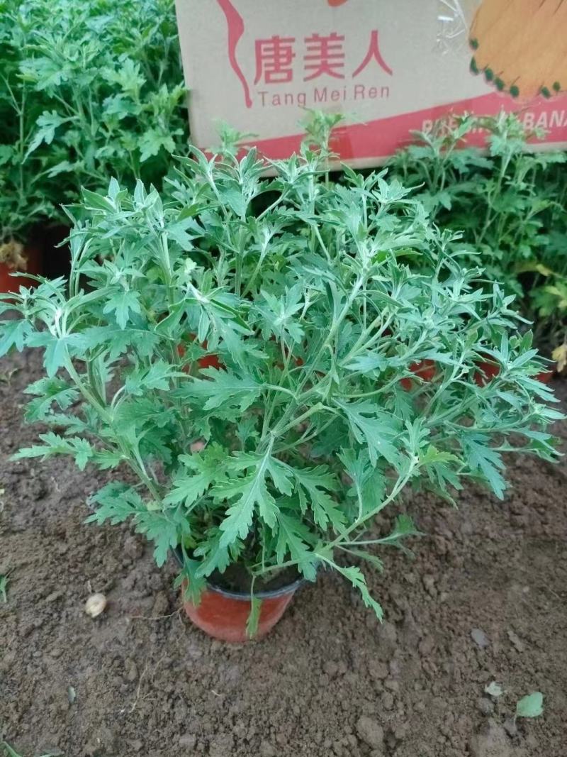 精品国庆菊，基地现货，成活率高，量大从优，欢迎联系