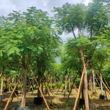 骨架凤凰木12-15-18-20公分