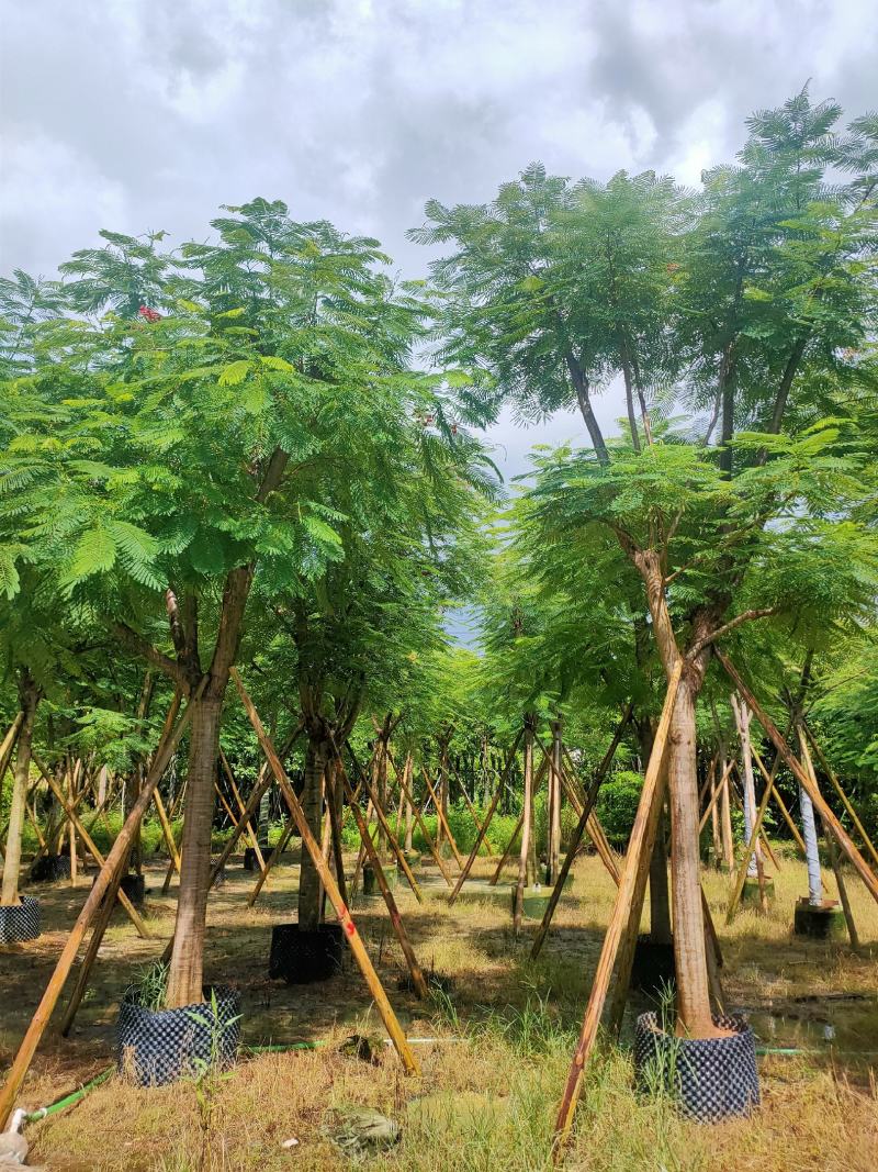 骨架凤凰木12-15-18-20公分