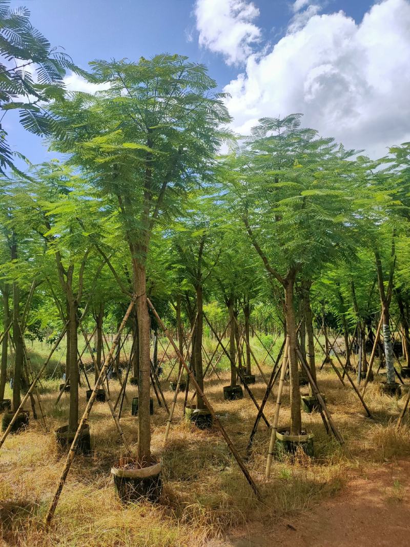 骨架凤凰木12-15-18-20公分