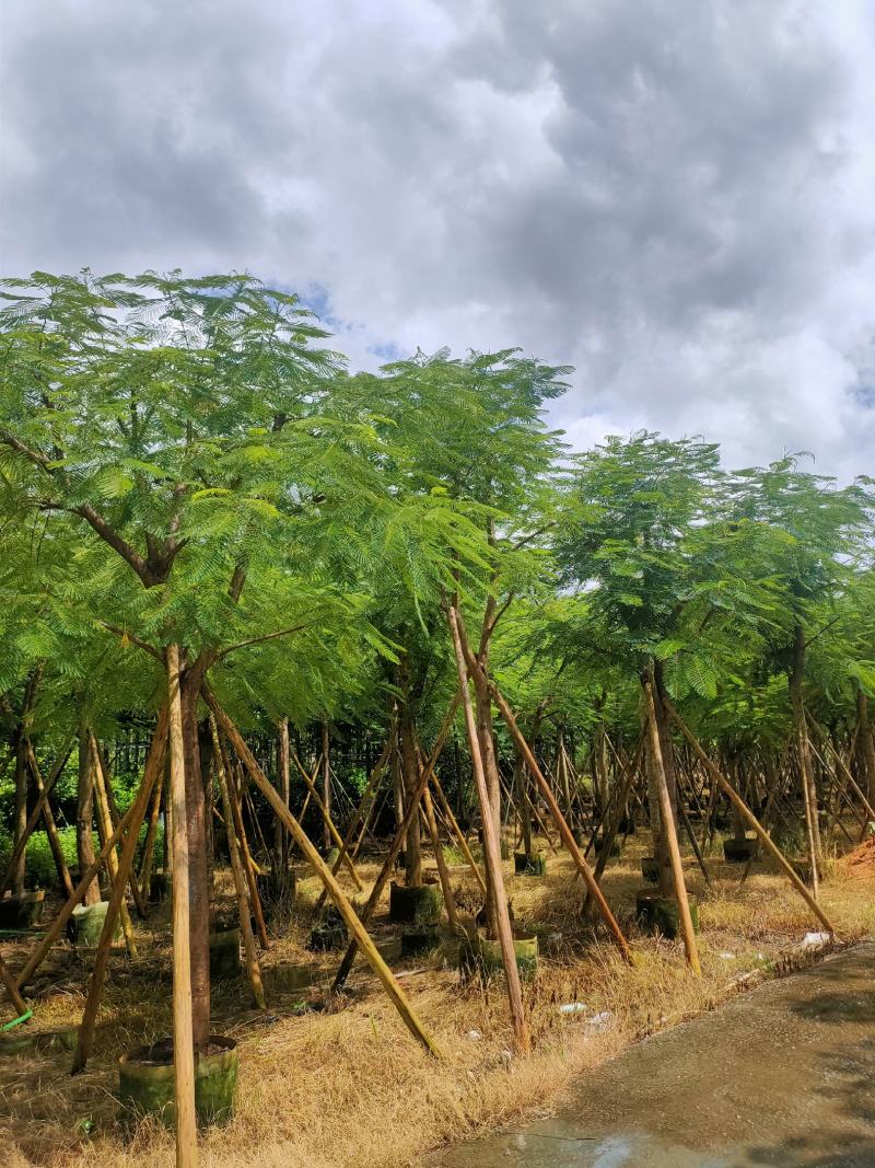 骨架凤凰木12-15-18-20公分