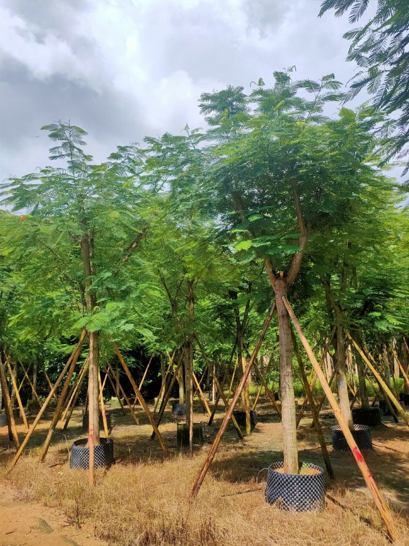 骨架凤凰木12-15-18-20公分