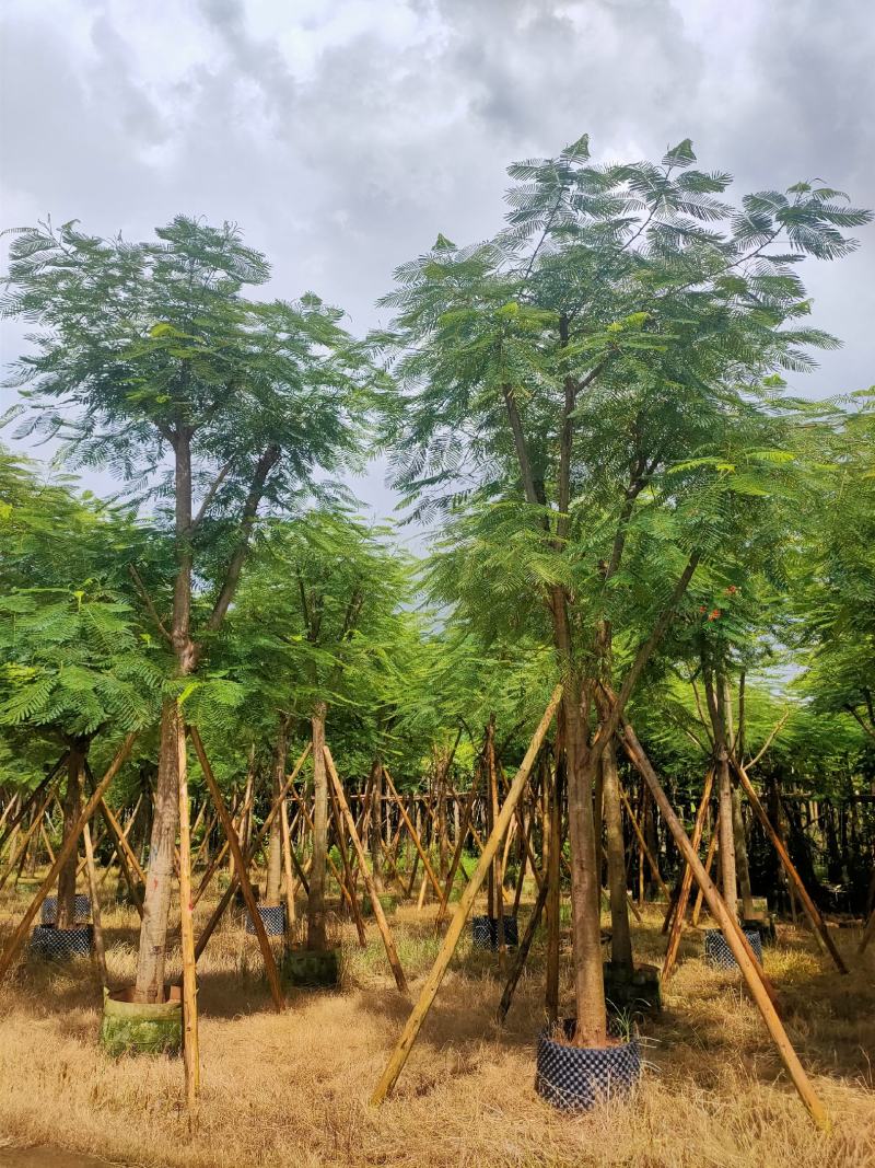 骨架凤凰木12-15-18-20公分