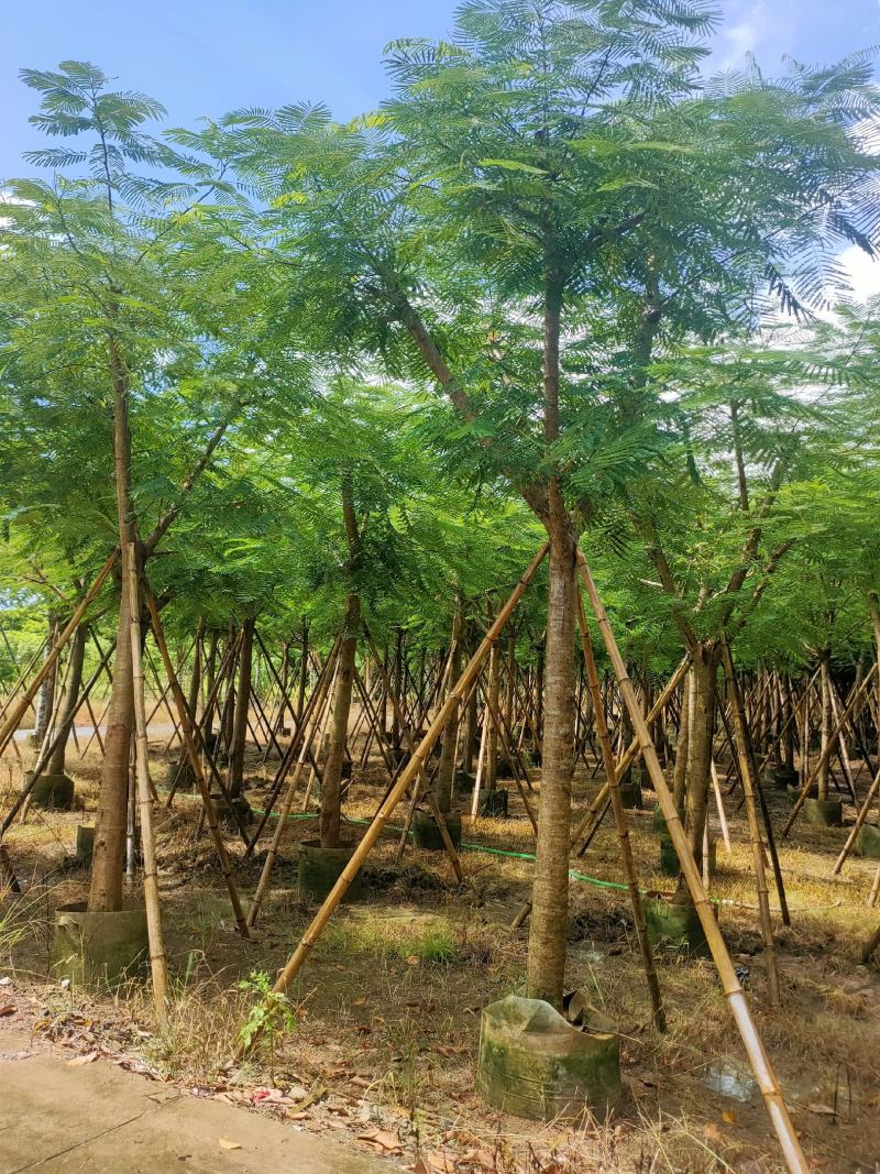 骨架凤凰木12-15-18-20公分