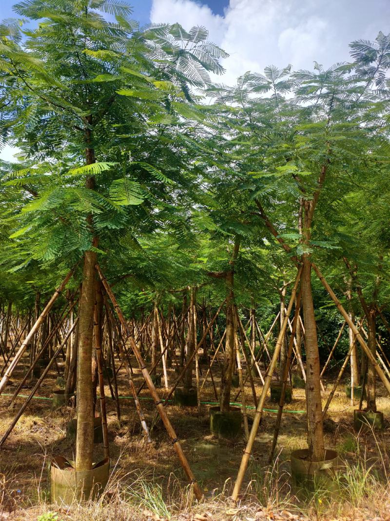 骨架凤凰木12-15-18-20公分