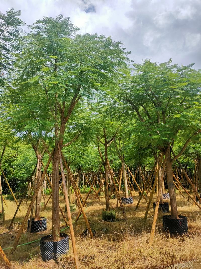 骨架凤凰木12-15-18-20公分