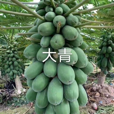 大青大白木瓜苗水果木瓜红肉木瓜组培水果木瓜