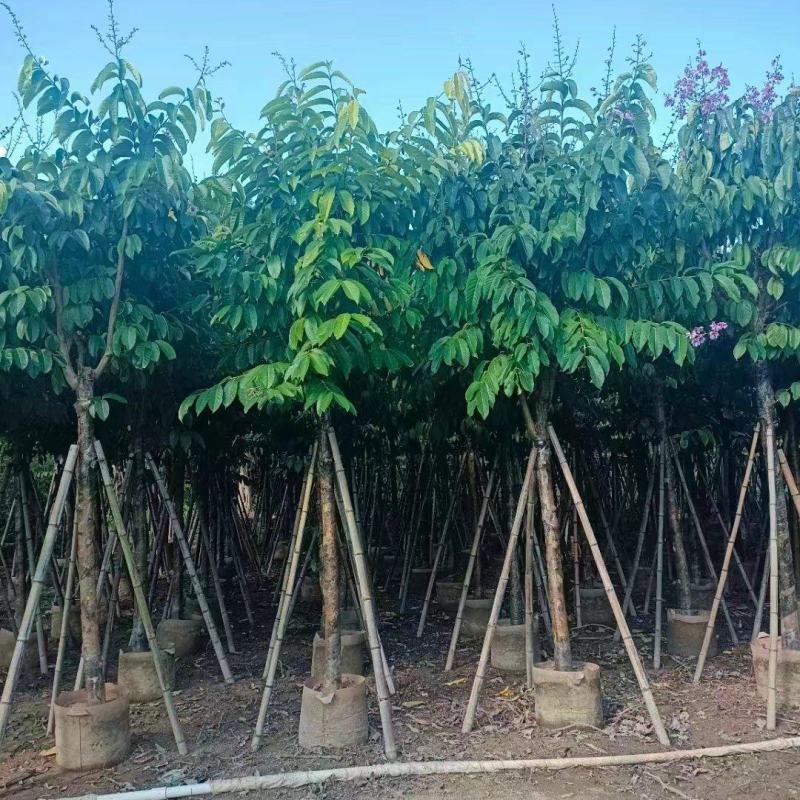 保质保量：大叶（花）紫薇8-10-12公分