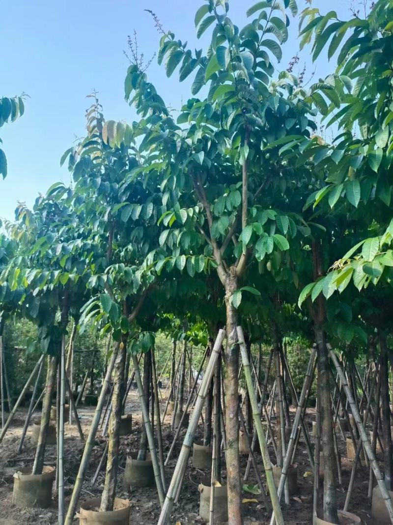 保质保量：大叶（花）紫薇8-10-12公分