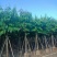 保质保量：大叶（花）紫薇8-10-12公分