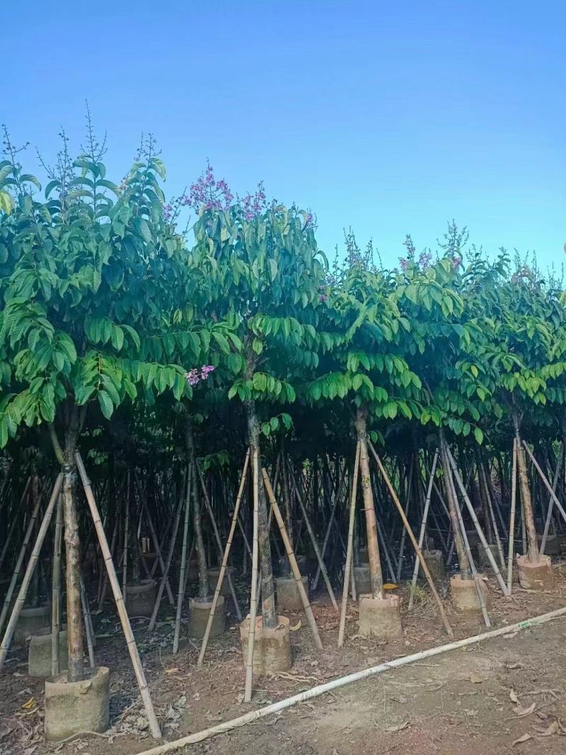 保质保量：大叶（花）紫薇8-10-12公分
