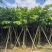 保质保量：大叶（花）紫薇8-10-12公分
