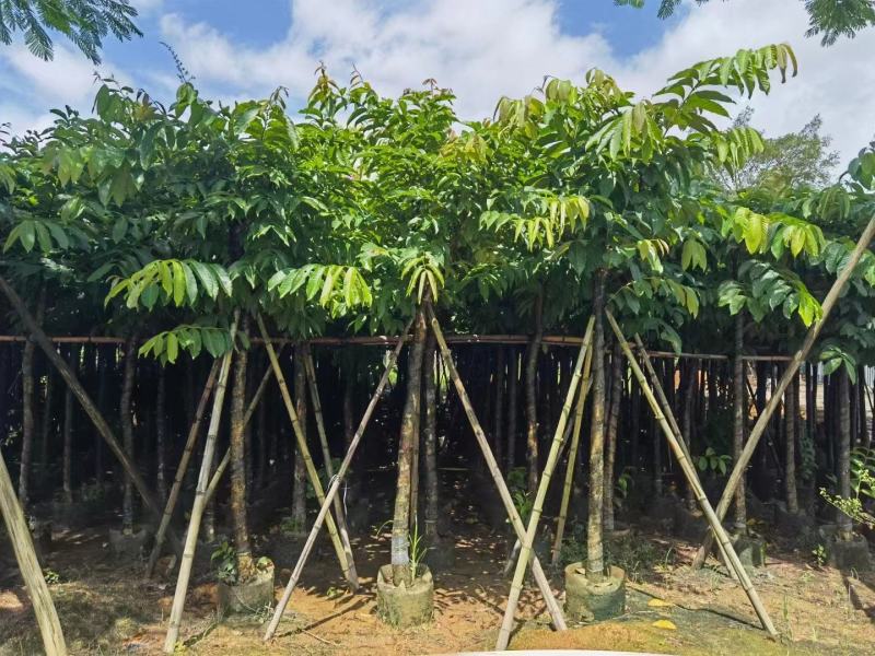 保质保量：大叶（花）紫薇8-10-12公分