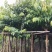 保质保量：大叶（花）紫薇8-10-12公分
