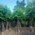 保质保量：大叶（花）紫薇8-10-12公分