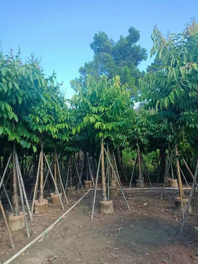保质保量：大叶（花）紫薇8-10-12公分