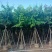 保质保量：大叶（花）紫薇8-10-12公分