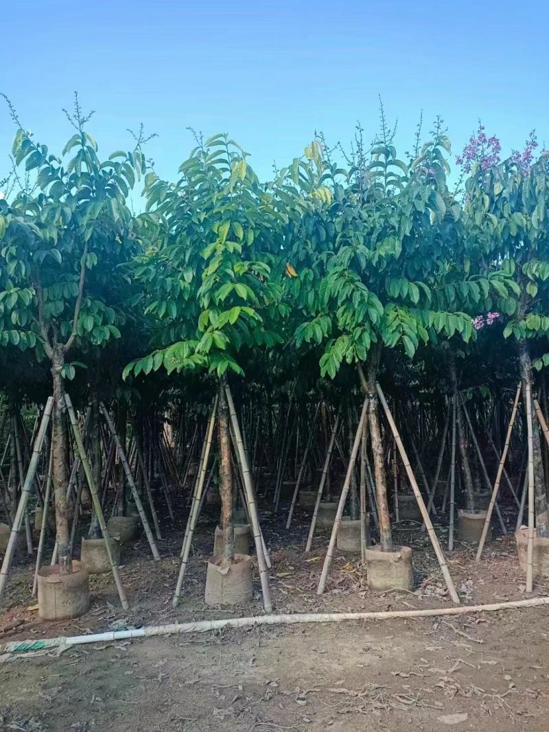 保质保量：大叶（花）紫薇8-10-12公分