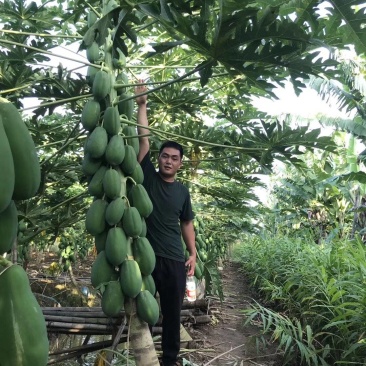益源红肉木瓜水果木瓜组培苗无菌催芽基地直发技术指